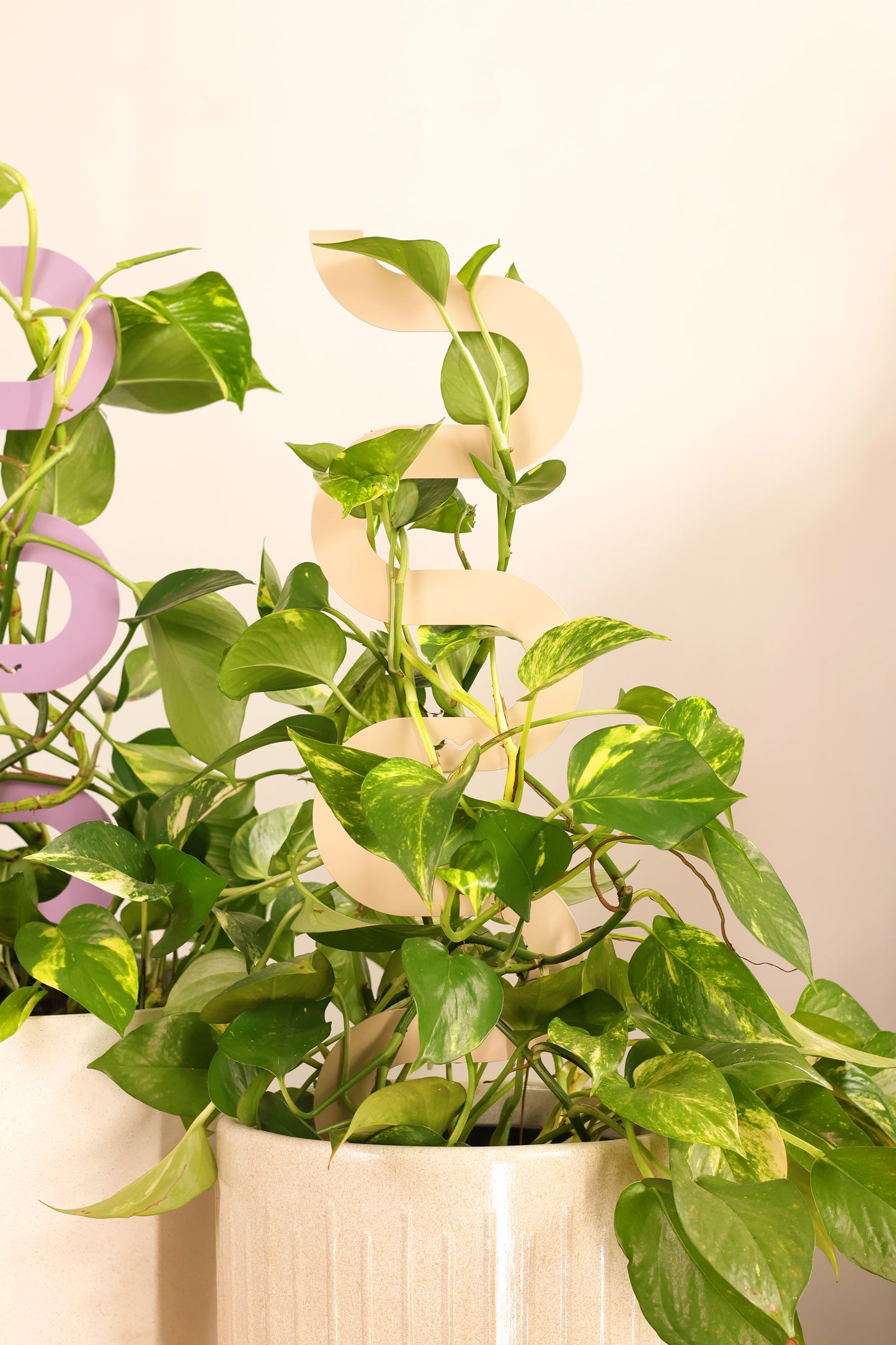 HAZE - Sculptural Triple Pack