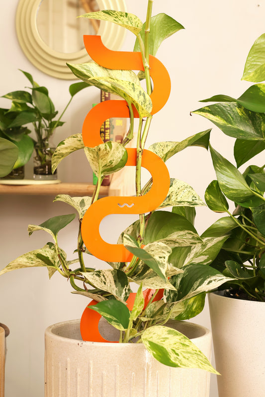 HAZE - Sculptural Triple Pack