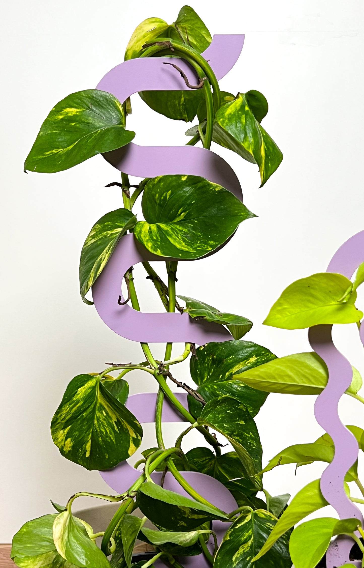 Climber Plant Stake Bundle - Lilac