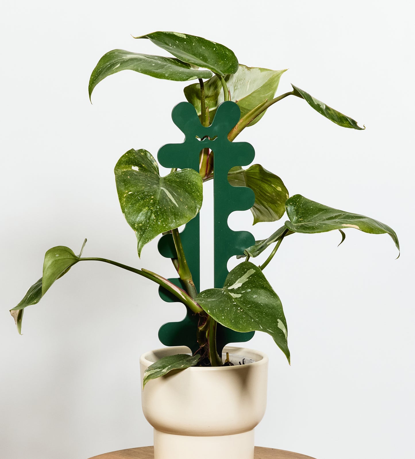 Fishbone Cactus - Forest Green