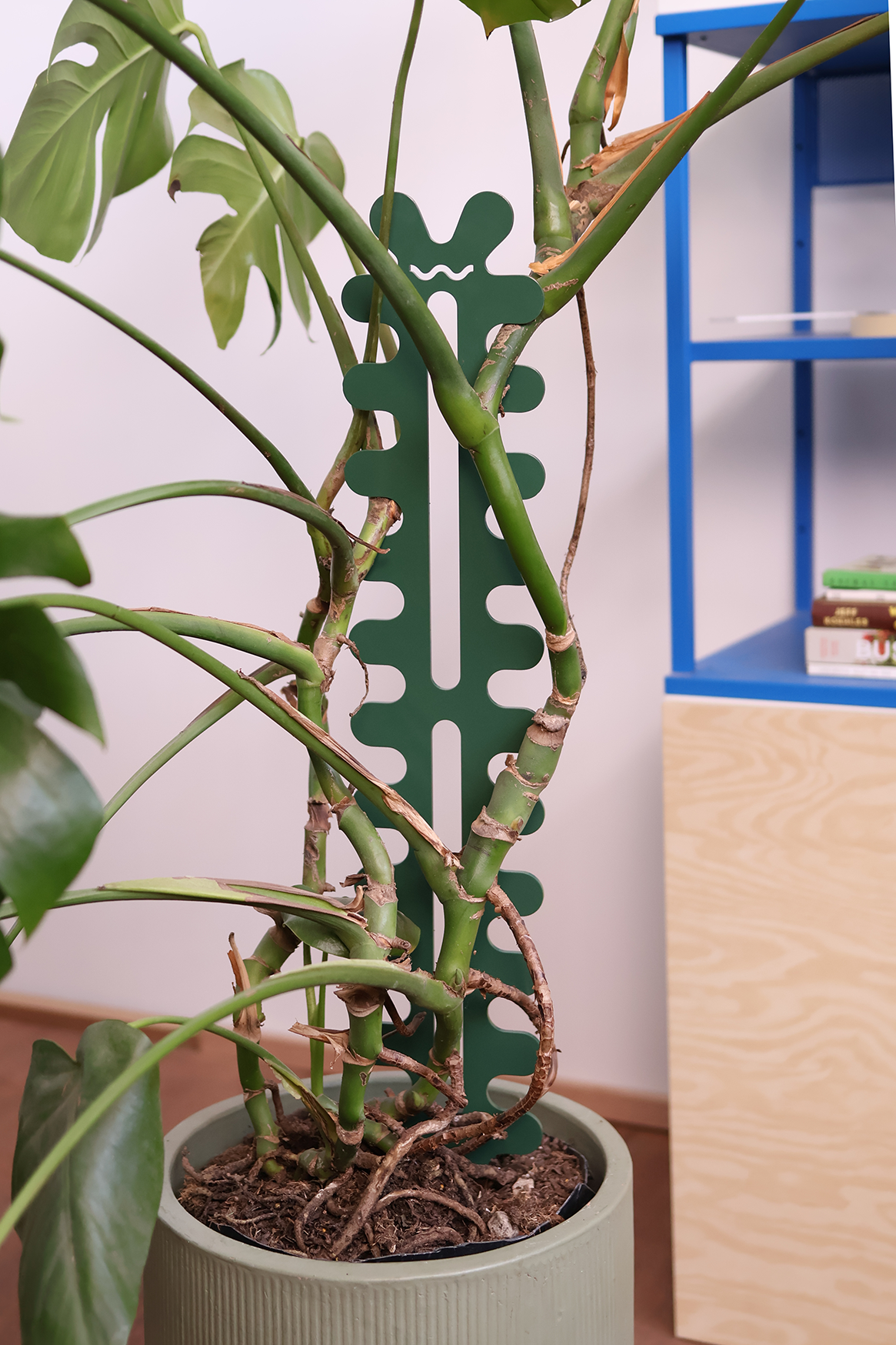 Fishbone Cactus - Large - Forest Green