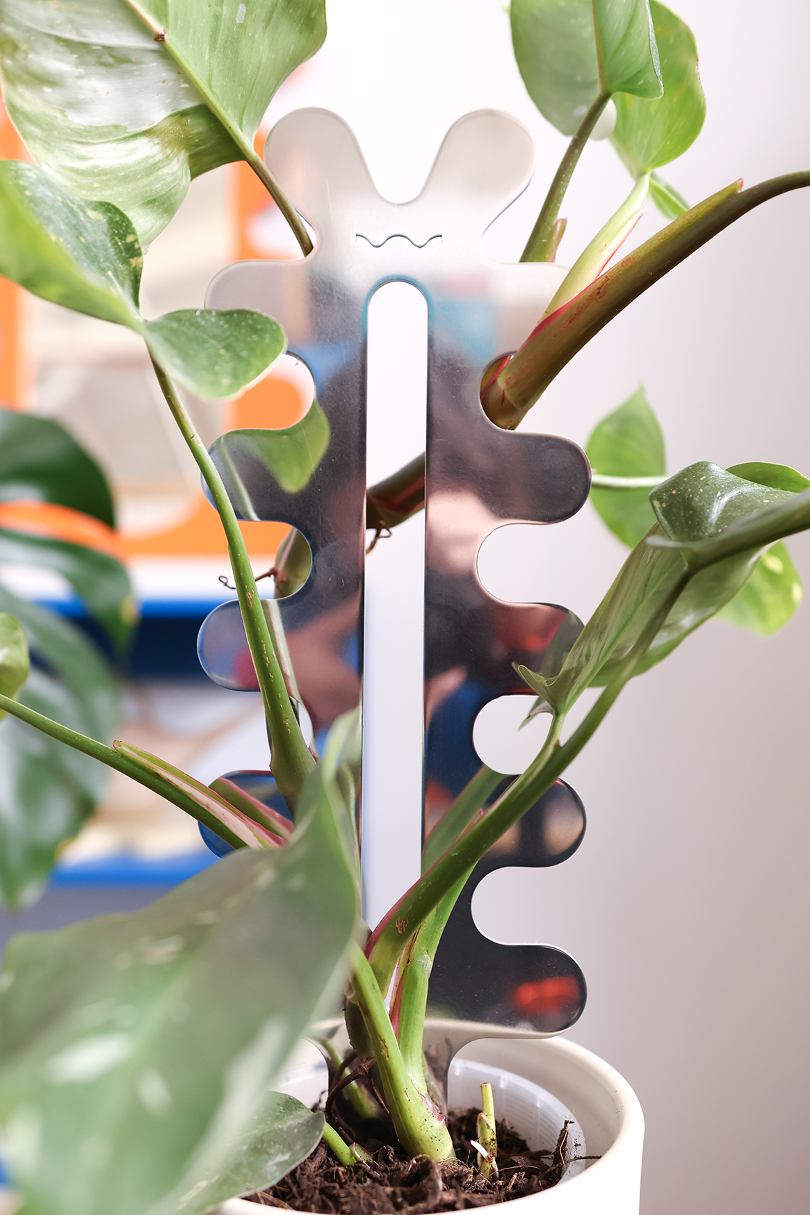 Fishbone Cactus - Polished