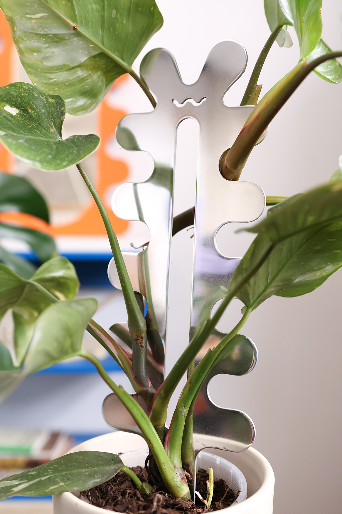 Fishbone Cactus - Polished