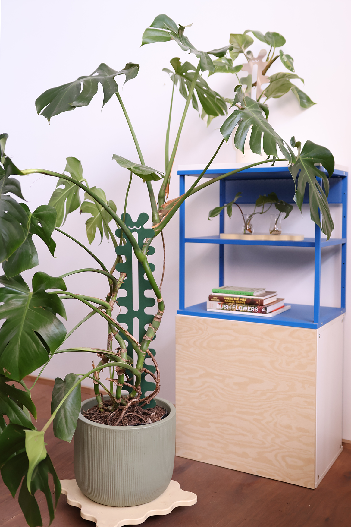 Fishbone Cactus - Large - Forest Green