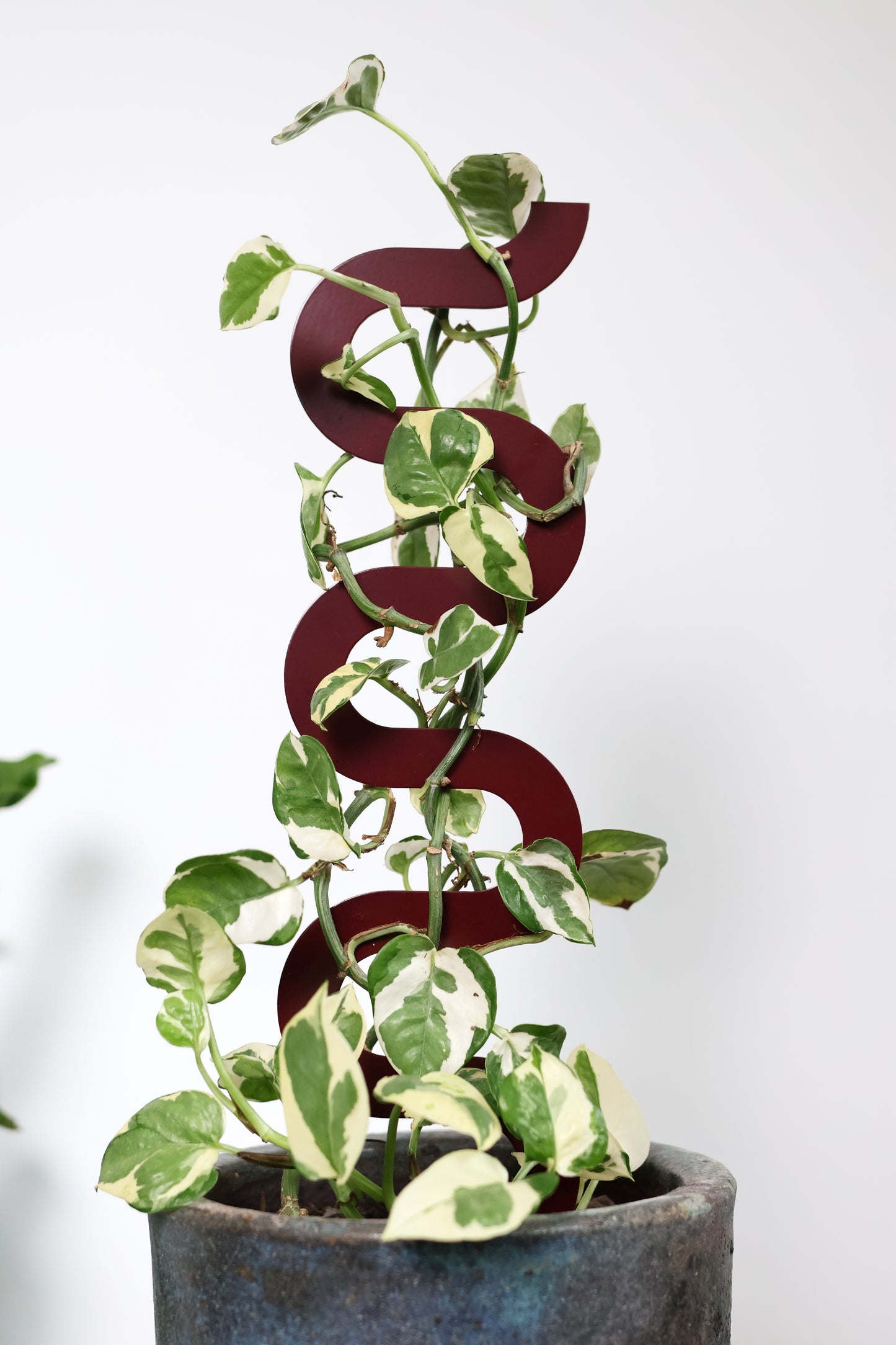 Boa III Small Plant Stake - Claret