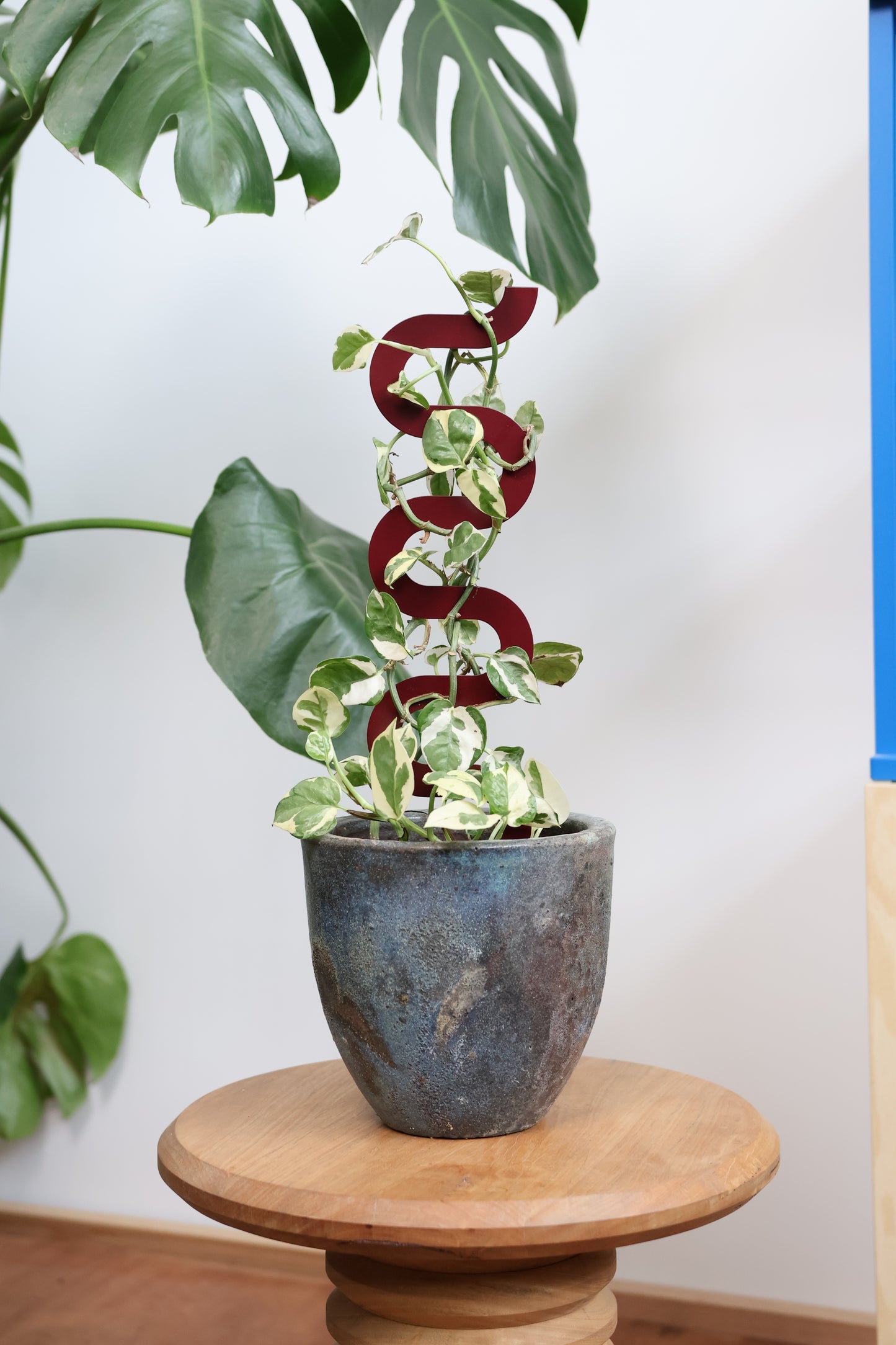 Boa III Small Plant Stake - Claret