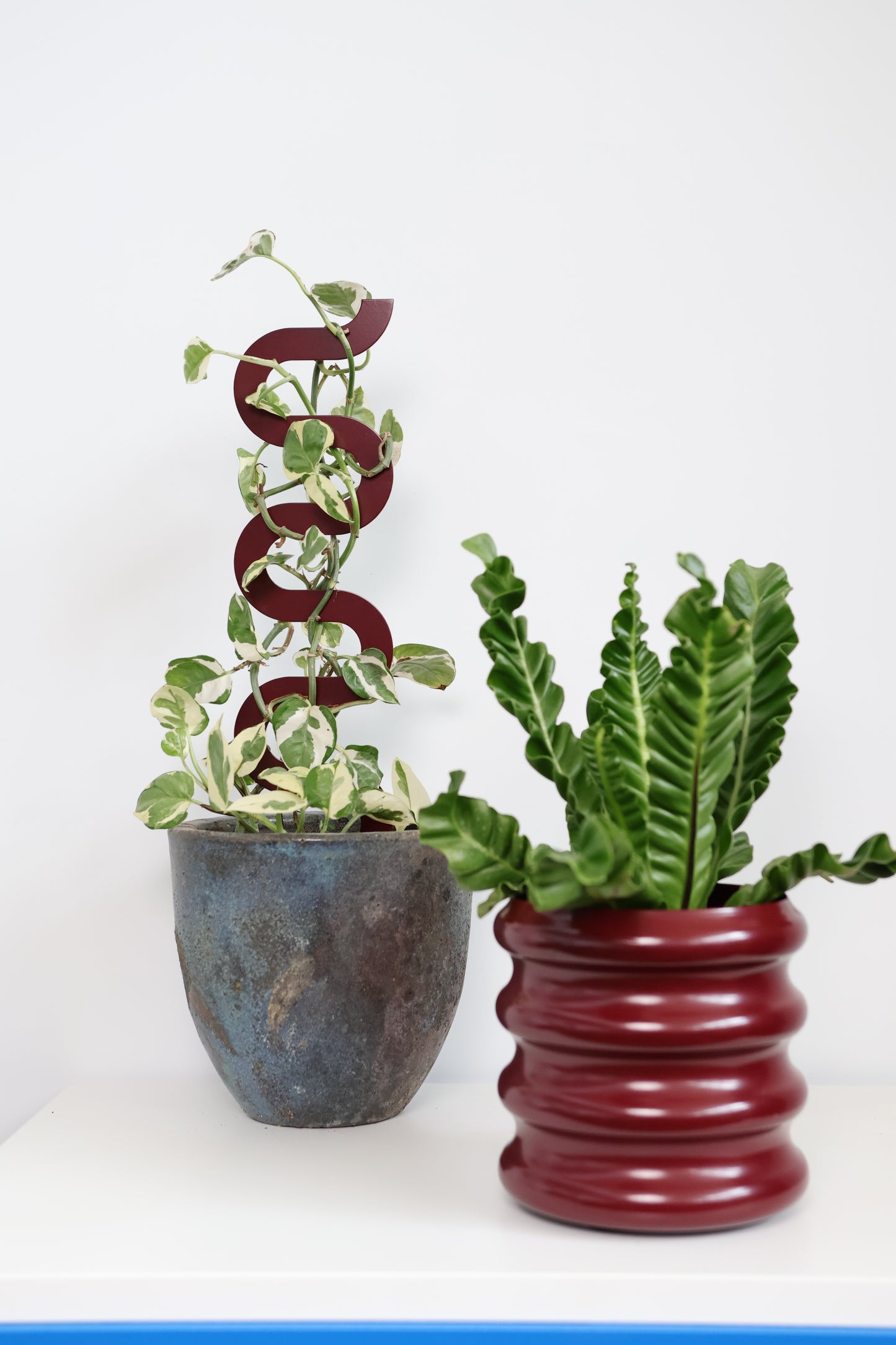 Boa III Small Plant Stake - Claret