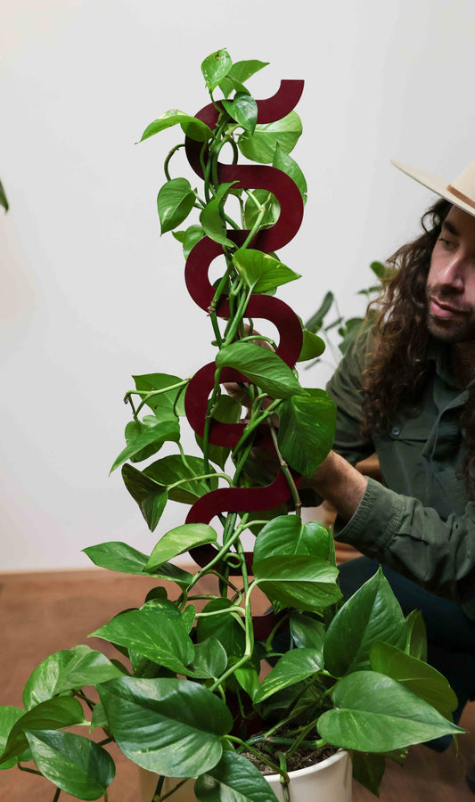 Boa III Plant Stake Lotus - Claret (Large)