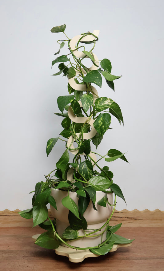 Boa III Plant Stake - Cream (Large)