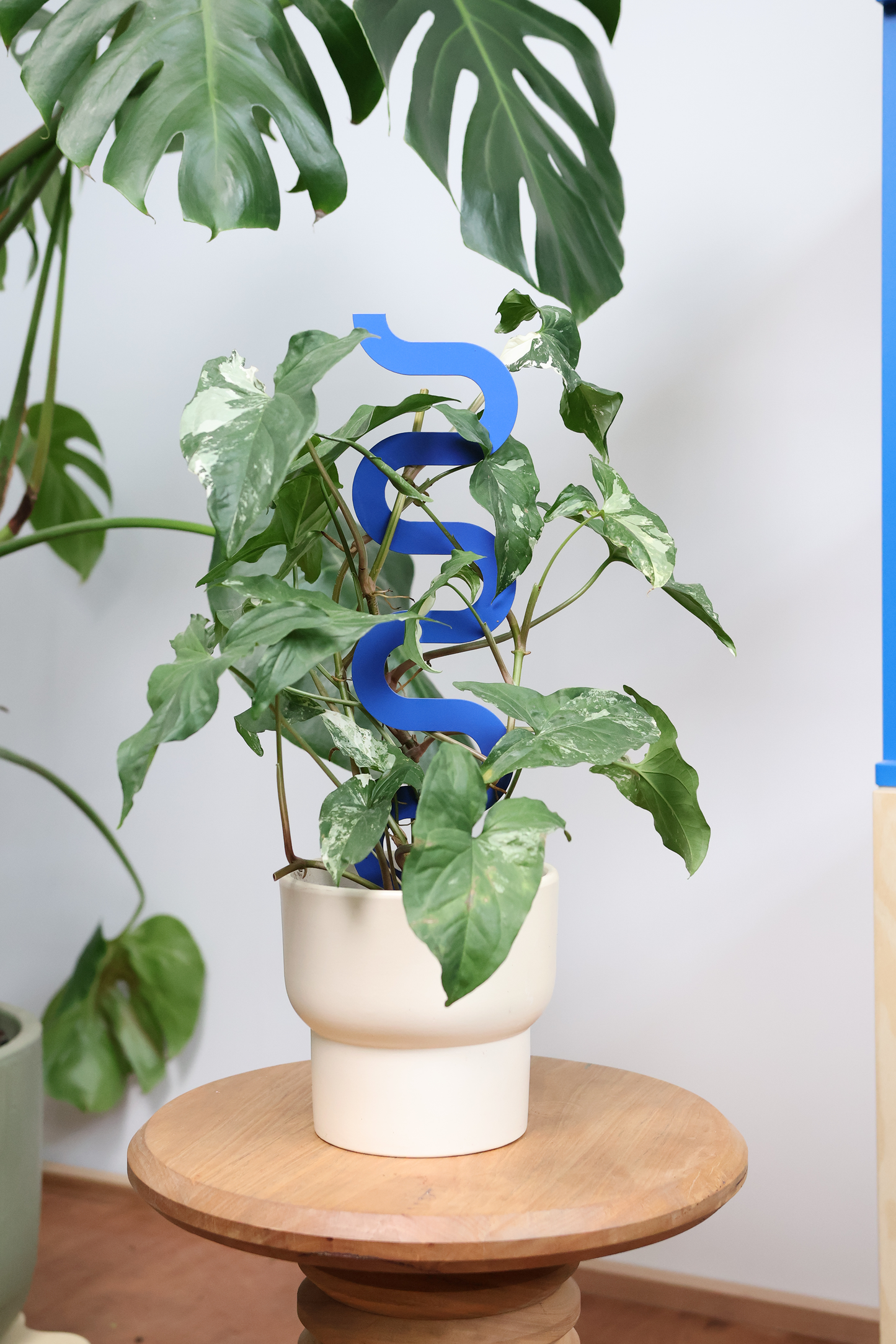 Boa III Small Plant Stake - French Blue