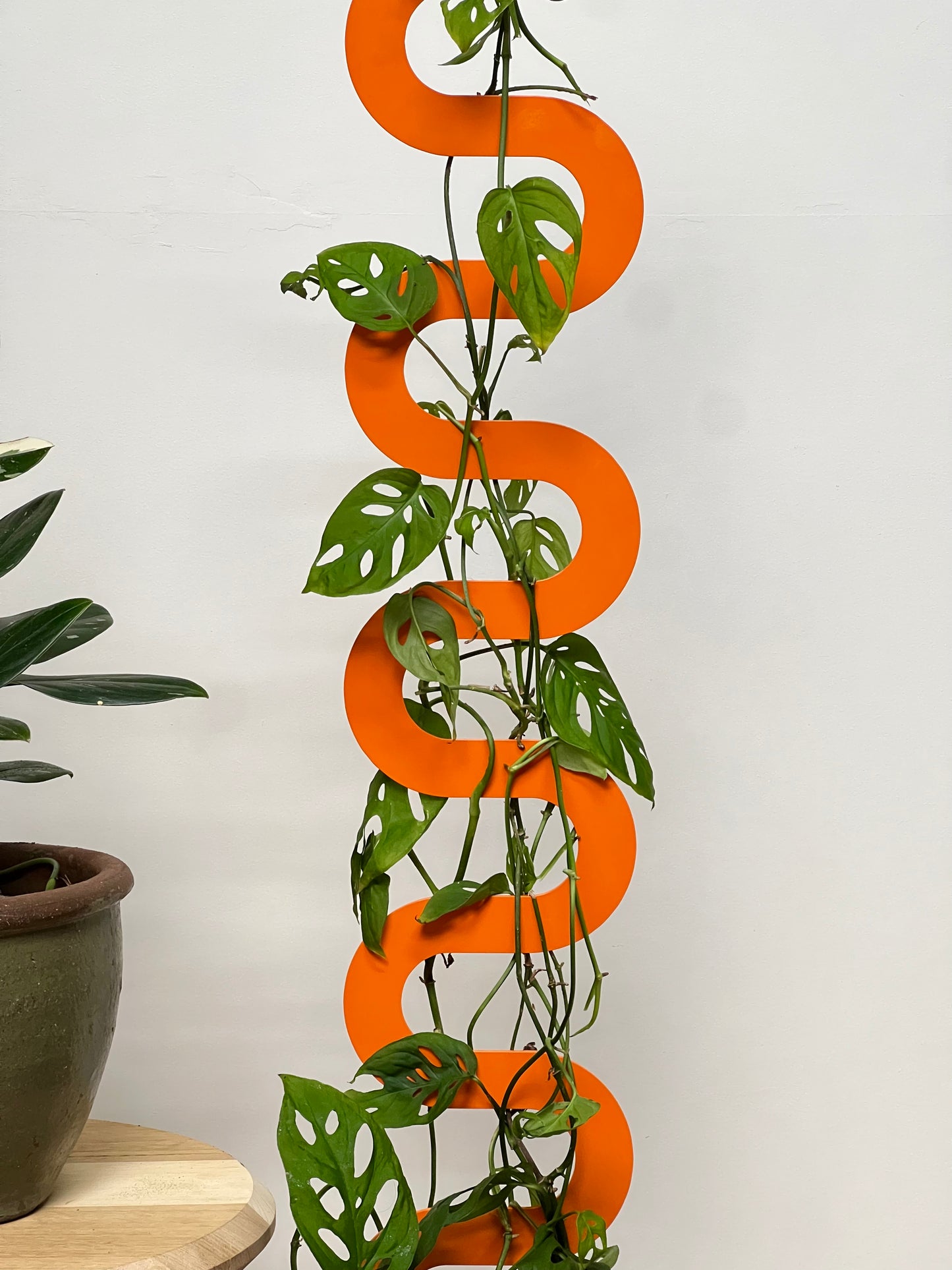 Boa III Plant Stake - Tangerine (Large)