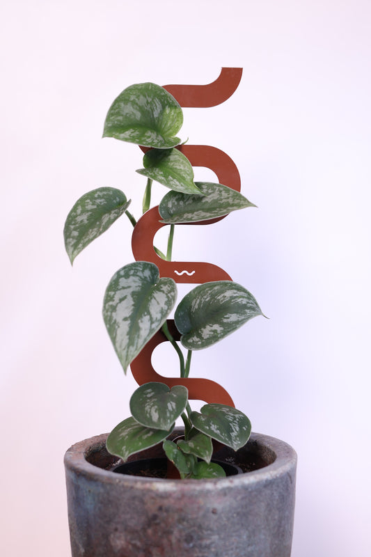 Boa III Small Plant Stake  - Terrain