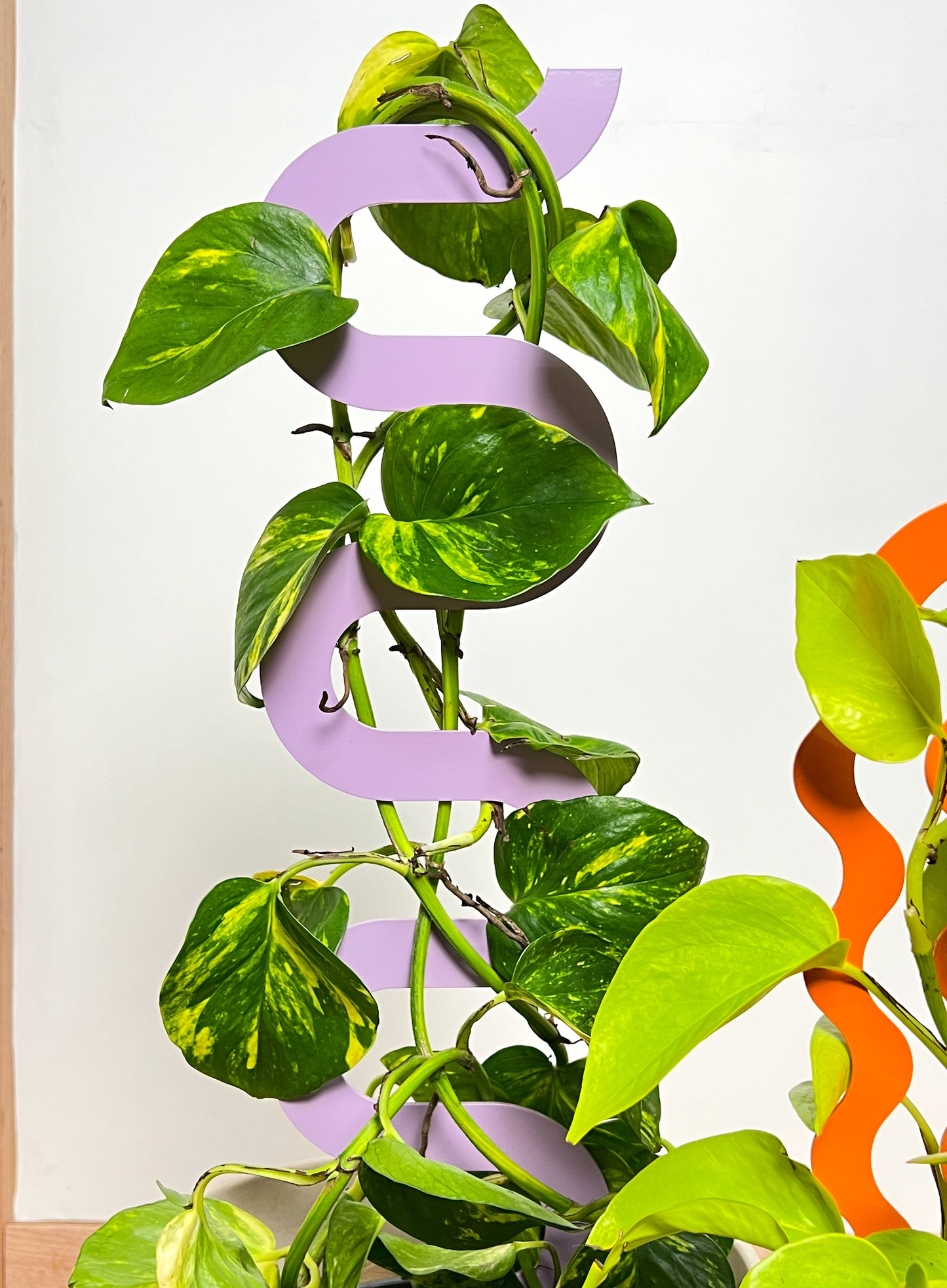 Climber Plant Stake Bundle - Tangerine & Lilac