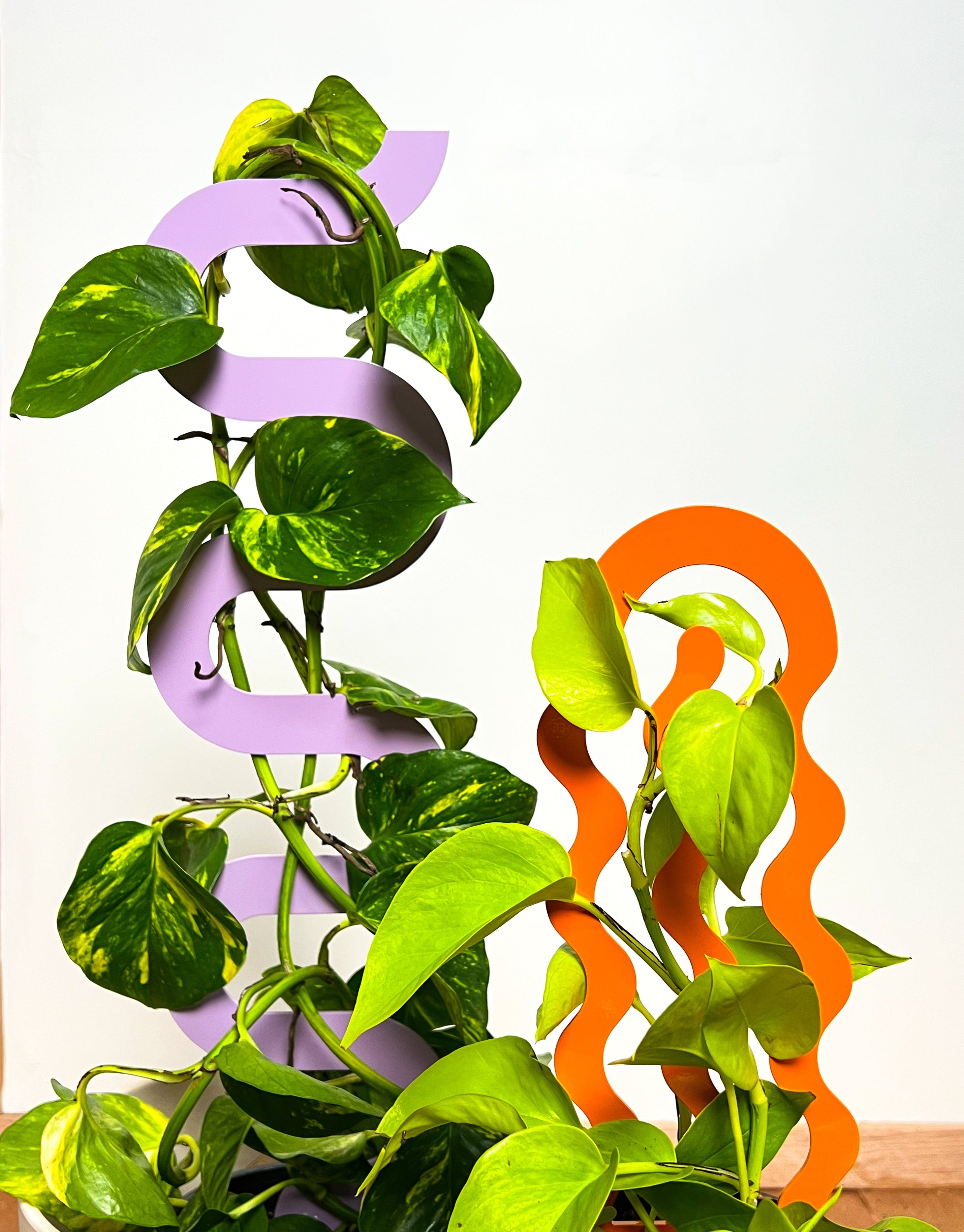 money plant climber ideas Climber Plant Stake Bundle