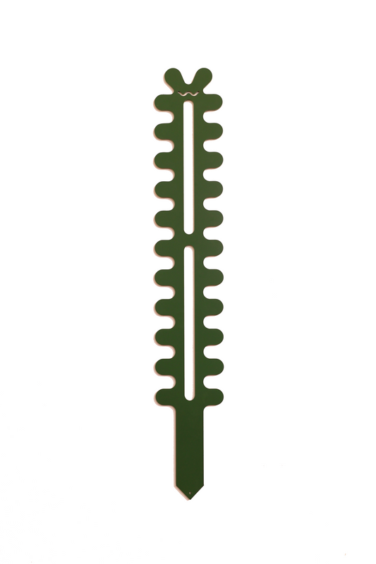 Fishbone Cactus - Large - Forest Green