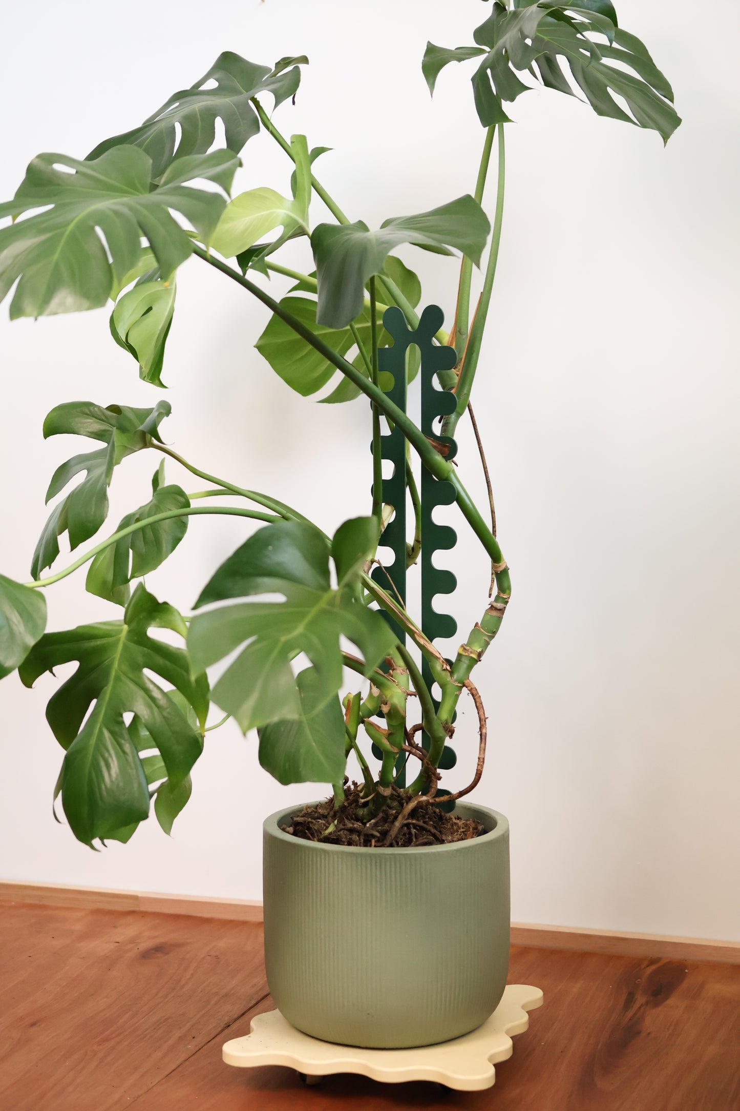 Fishbone Cactus - Forest Green
