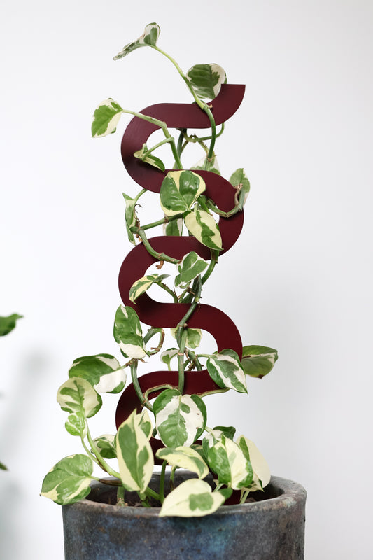 Boa III Small Plant Stake  - Claret