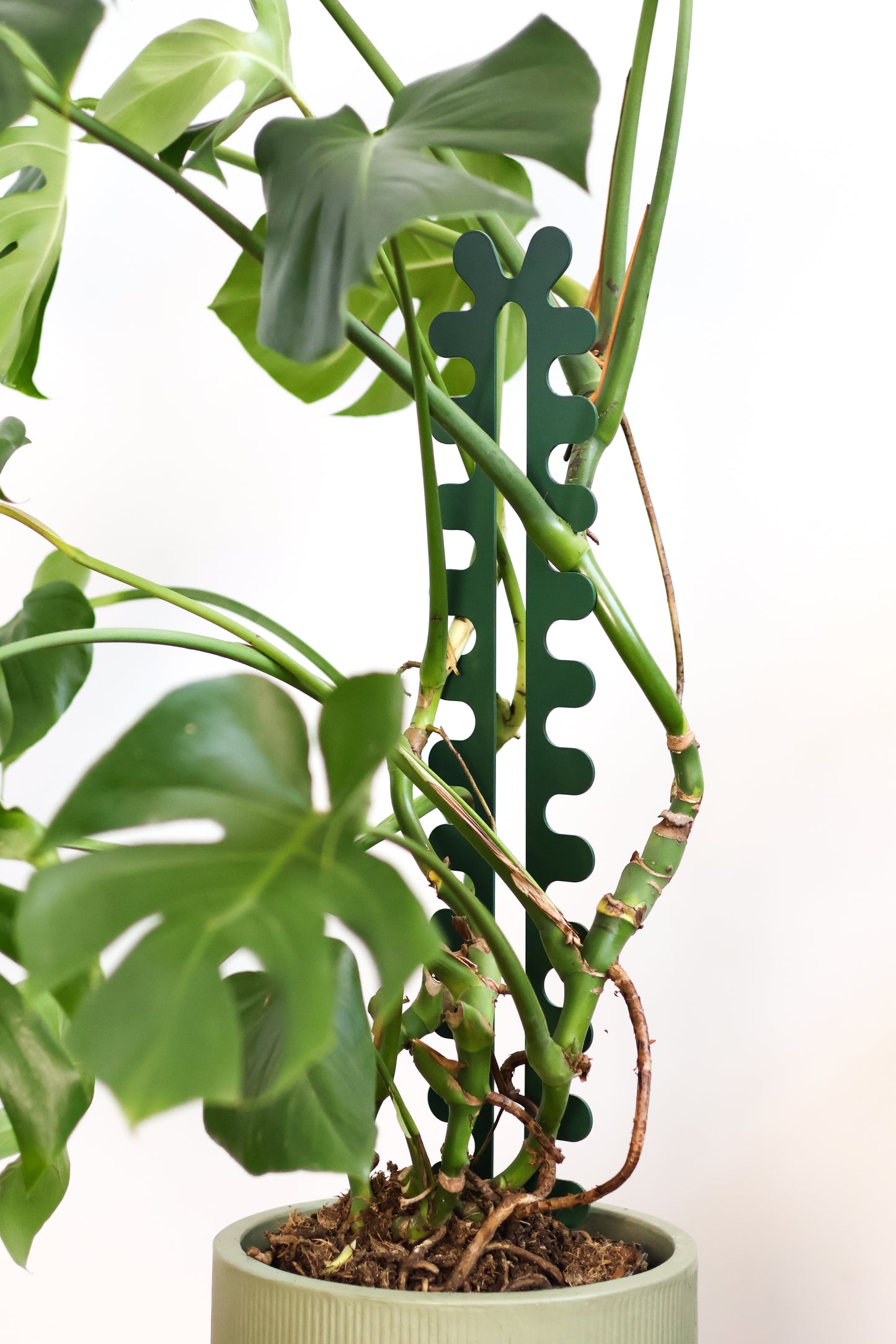Fishbone Cactus - Forest Green