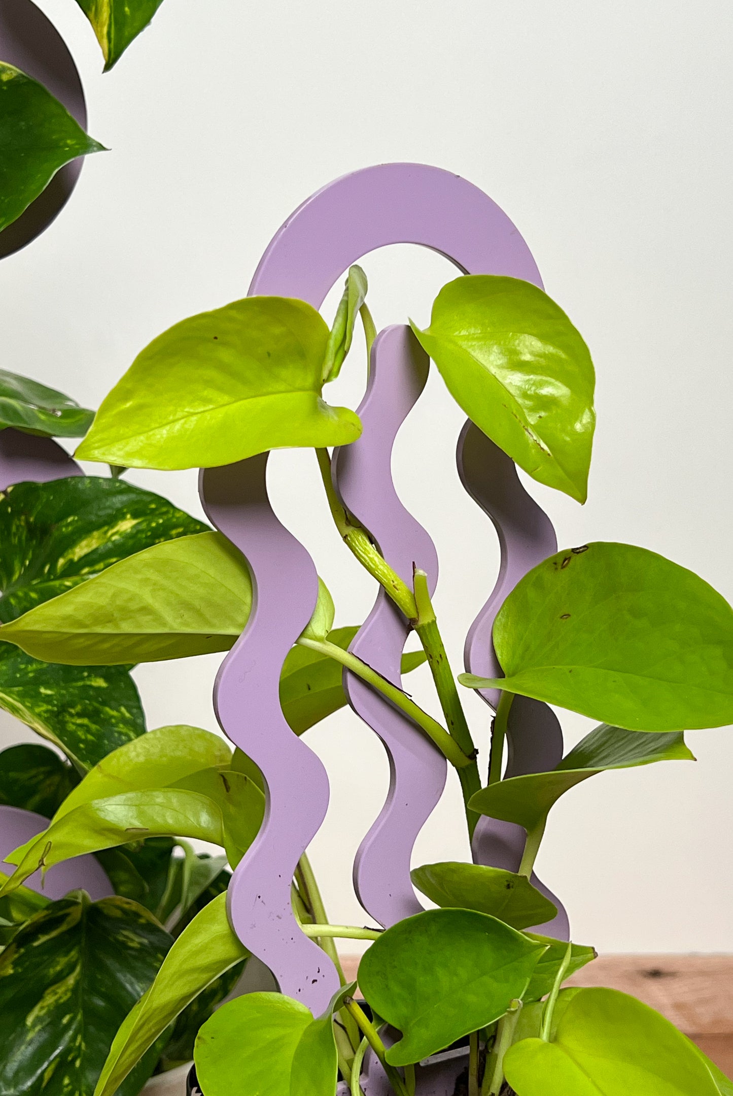 Climber Plant Stake Bundle - Lilac