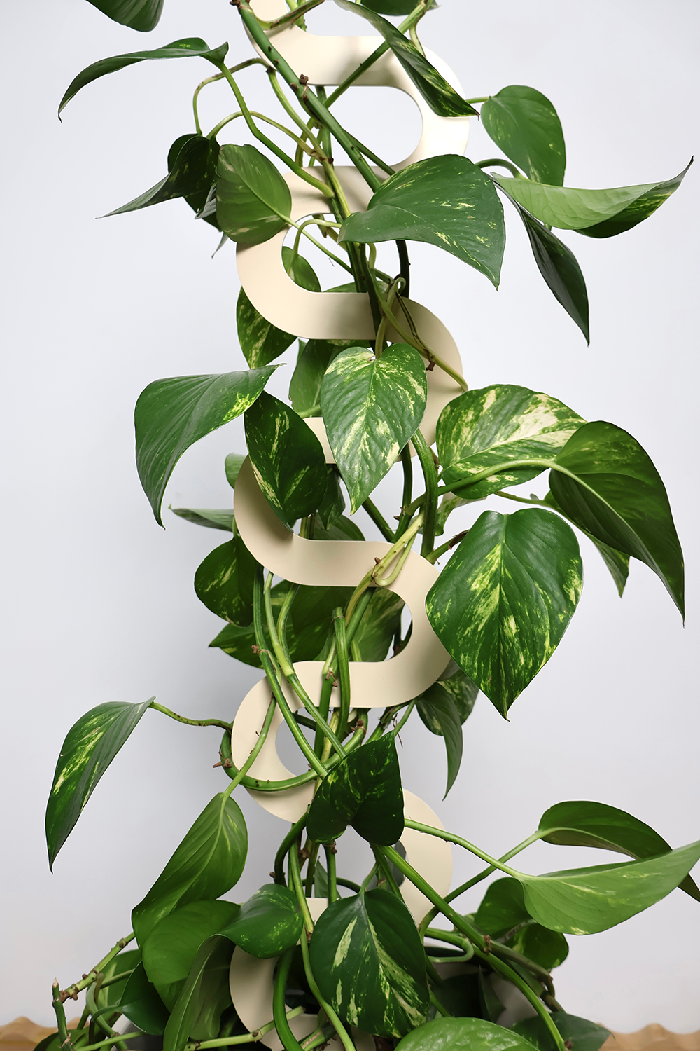 Boa III Plant Stake - Cream (Large)