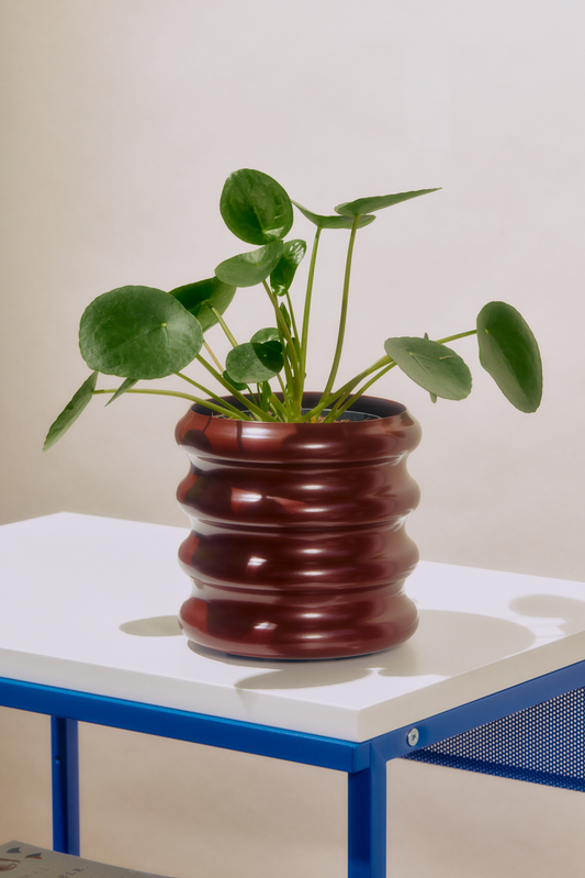 Iris Planter - Claret