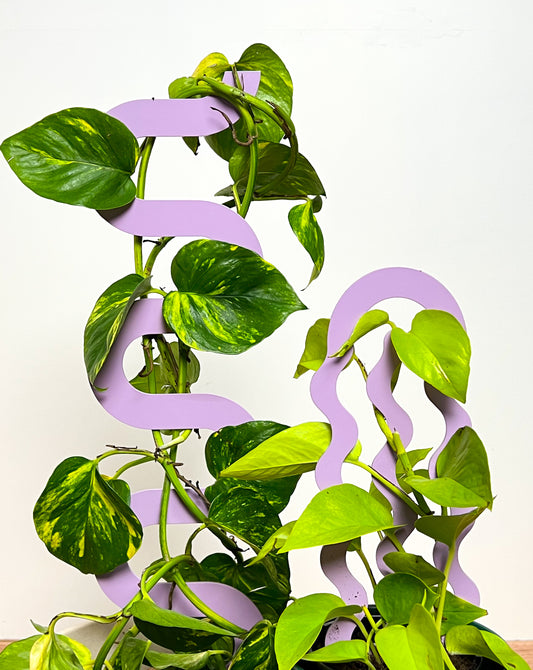 Climber Plant Stake Bundle - Lilac