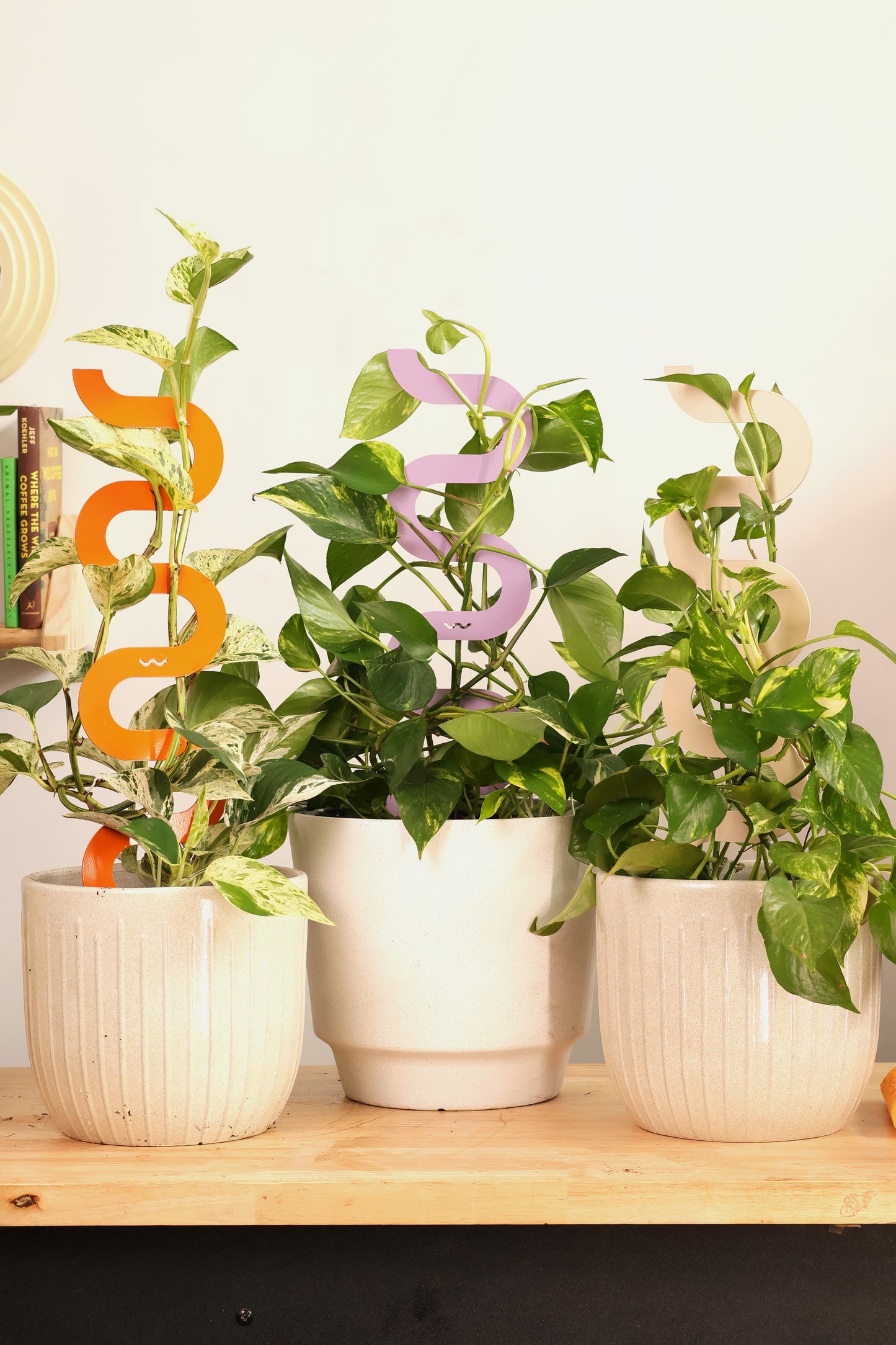 HAZE - Sculptural Triple Pack