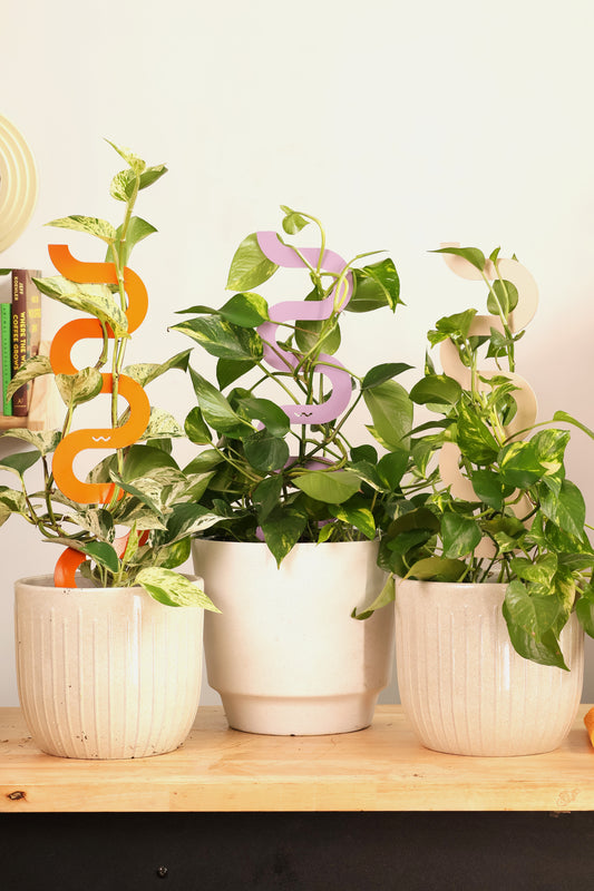 HAZE - Sculptural Triple Pack