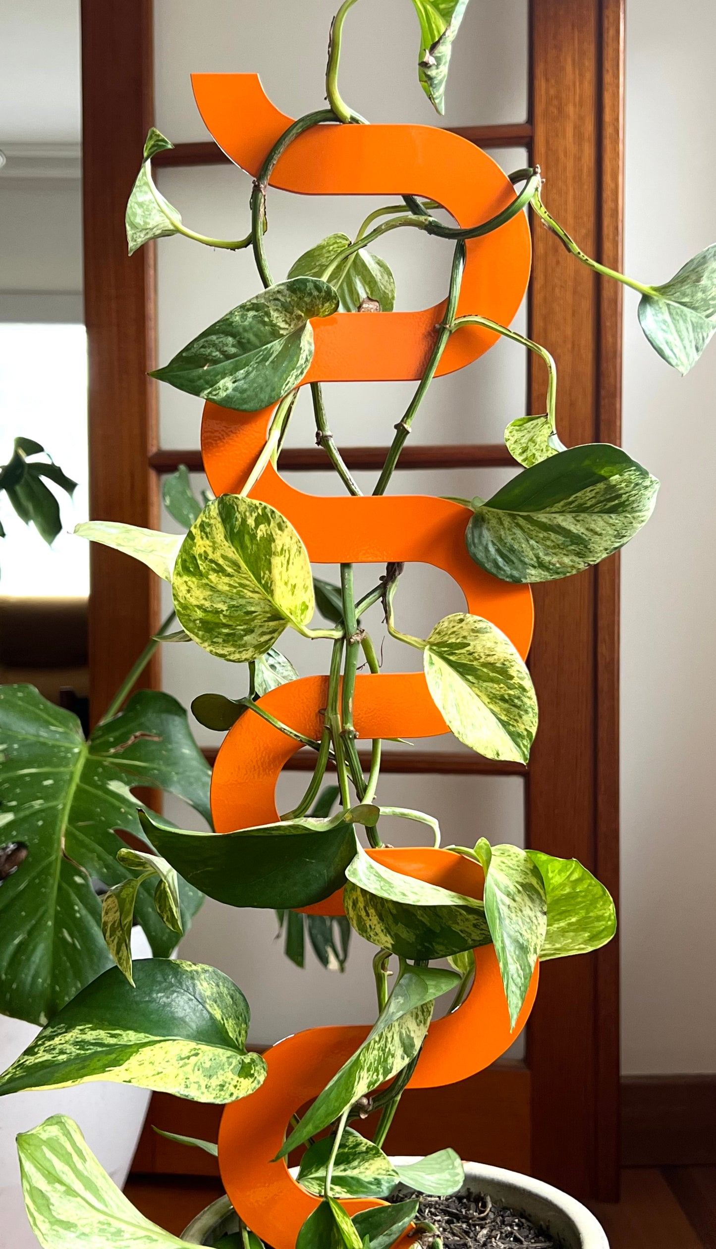 Climber Plant Stake Bundle - Tangerine